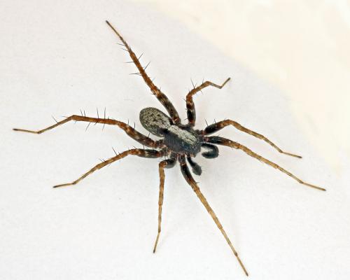 Pardosa sp.